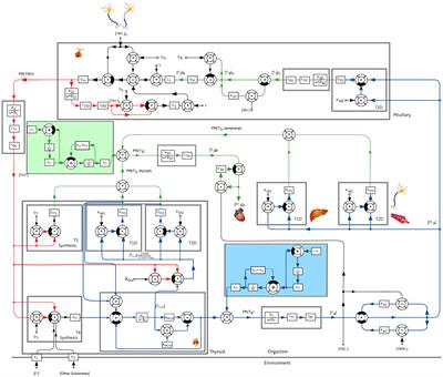 Optimal Hormone Replacement Therapy in Hypothyroidism - A Model Predictive Control Approach